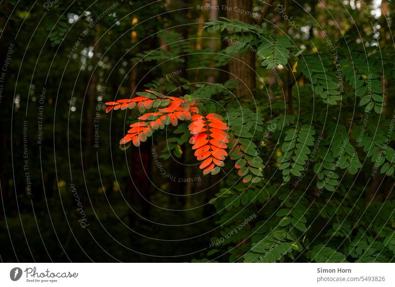 Blätter eines Waldes sind mit roter Farbe markiert Markierung Bäume Fährte Irritation irritierend Natur Eingriff Veränderung färben verfärbt Herbst