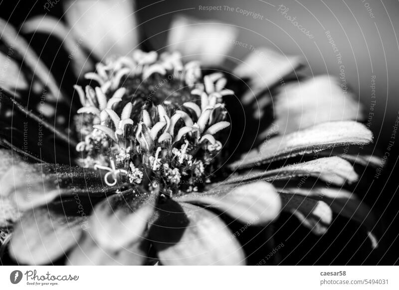 Eine schöne bunte Aster in einem Blumenstrauß Struktur verschwommen Monochrom Blütenblätter Zinnie Kopf Astern schwarz auf weiß Haufen Pollen pulsierend bw hell