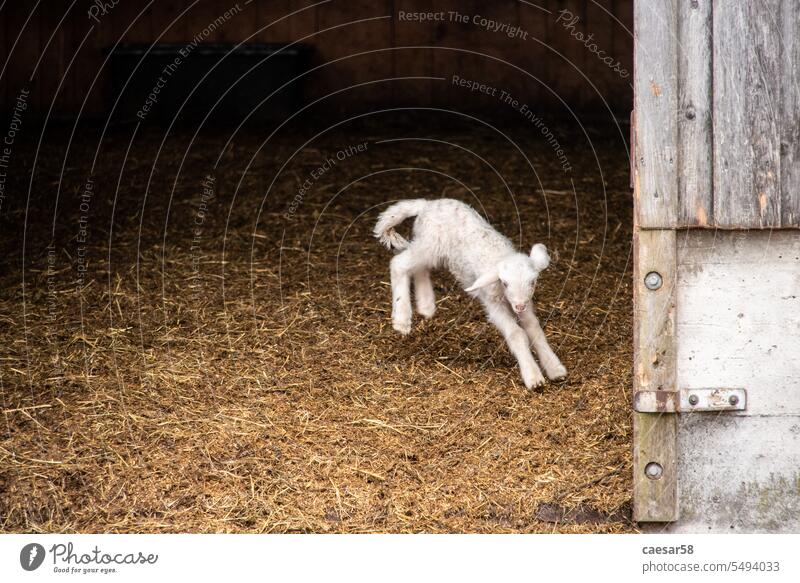 Ein junges Lamm springt fröhlich in seinem Stall herum Schaf Tier springen niedlich Natur Wolle Bauernhof Säugetier Ackerbau Viehbestand Frühling weiß heimisch
