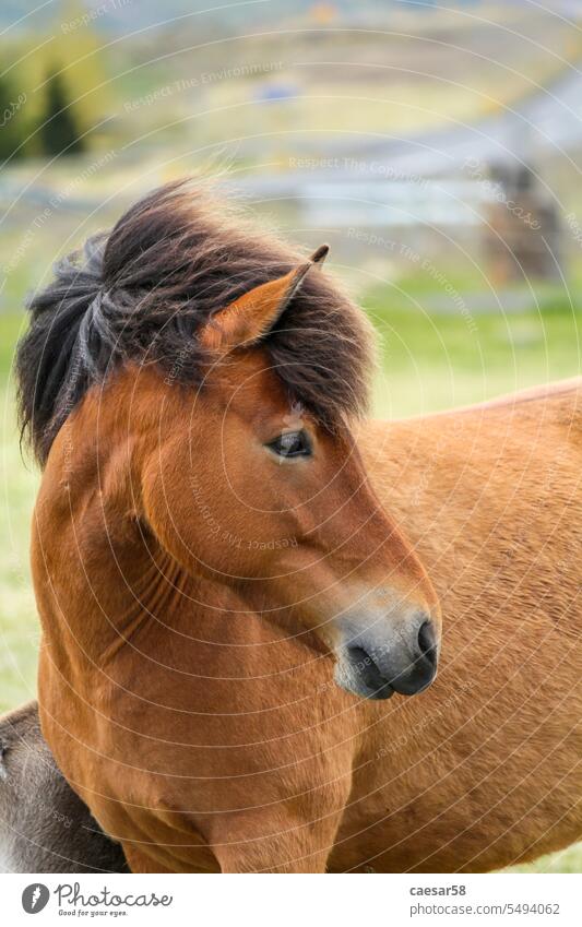 Porträt eines braunen Islandponys Pferd Ponys Mähne Gesicht Nahaufnahme schön Landschaft jung niedlich Kopf Kamm Profil Auge Tier Schönheit isländisch Natur