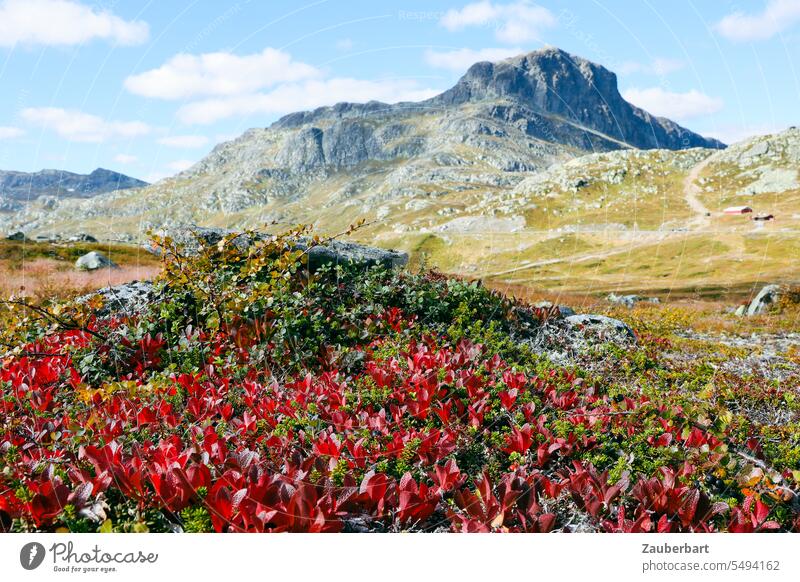 Norwegische Landschaft mit roten Blumen, Hochebene und Berg Norwegen Skandinavien norwegisch Weite Weitblick Panorama Natur Berge u. Gebirge