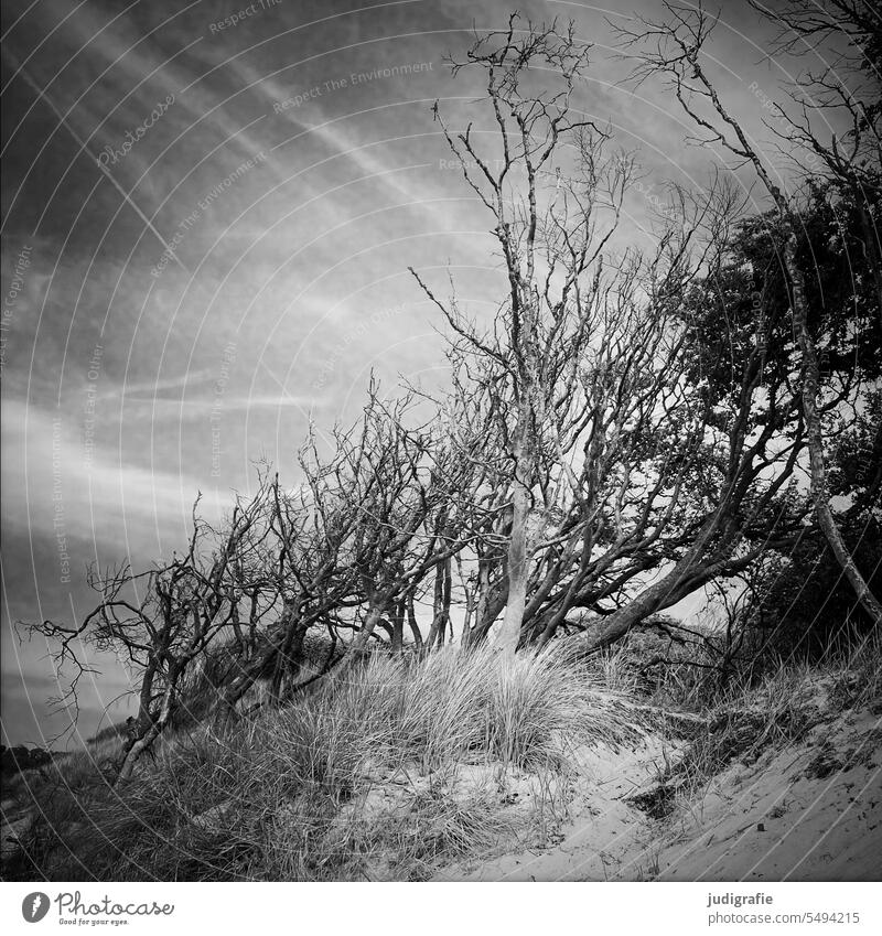 Am Weststrand Windflüchter Baum Darß Stranddüne Ostsee Küste natürlich Landschaft Natur Umwelt wild Bäume Quadrat Schwarzweißfoto Himmel Fischland-Darß-Zingst