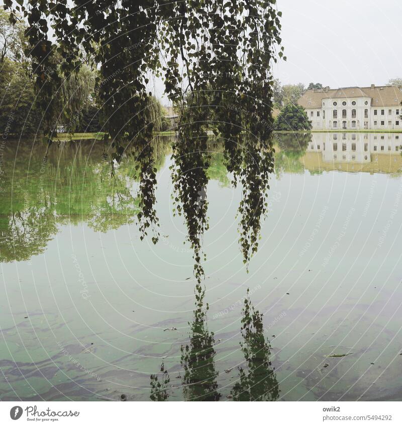 Verhangen Park Teich Ufer Wasser Seeufer Idylle Baum Äste und Zweige Laubbaum friedlich hängen Außenaufnahme Detailaufnahme Reflexion & Spiegelung Menschenleer