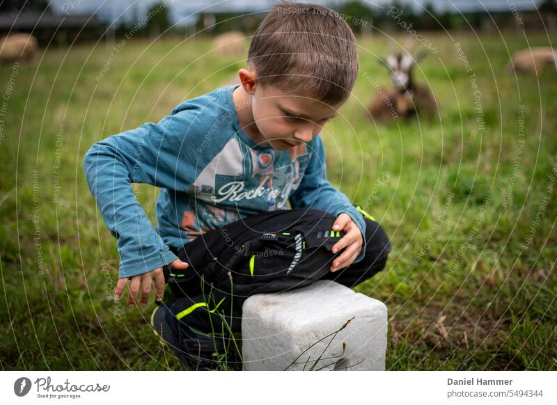 Junge erkundet einen "Salzleckstein" für Schafe und Ziegen auf einer grünen Wiese / Weide. Im Hintergrund eine liegende braune Ziege und drei Schafe die grasen. Der Junge ist 6 Jahre und hat eine schwarze Hose an und ein blaues Shirt mit Aufdruck.