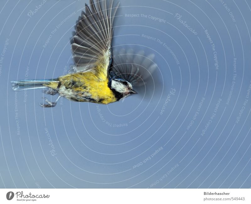 Fliegende Blaumeise Vogelflug Wildvogel Flügel flattern Meisen fliegen Singvögel Sperlingsvögel Flugzeug Feder Himmel aufsteigen nützlich ausgestreckt