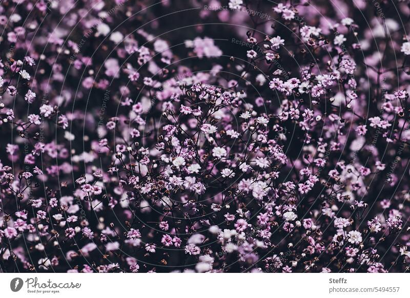 blühendes Steinkraut Blüten Blütenteppich Sommerblumen Gartenpflanzen Blumenteppich Alyssum Duftpflanze Sommerblüten sommerlich violett lila violette Blüten
