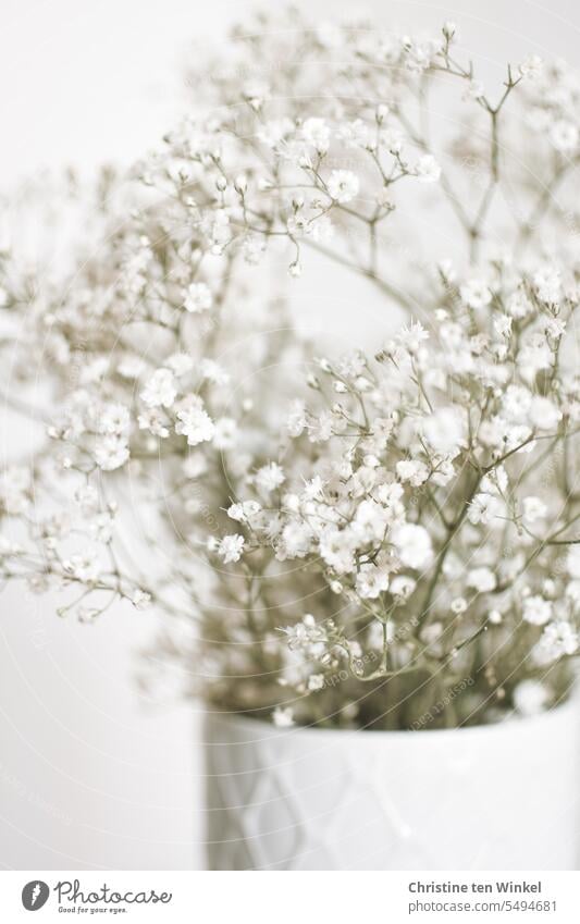 Schleierkraut in einer weißen Vase Blume Blüte Blühend Schwache Tiefenschärfe Porzellan Stillleben Blumenstrauß ästhetisch schön romantisch duftend hell