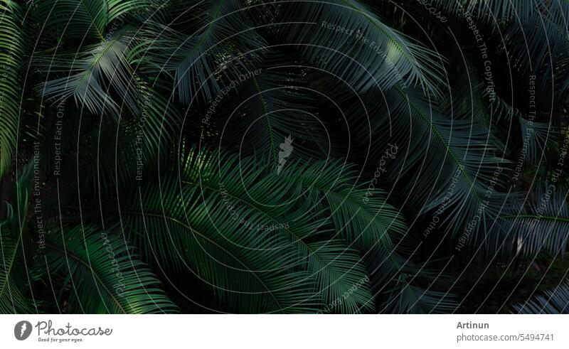 Farnblätter im Wald Textur Hintergrund. Dense dunkelgrünen Farn Blätter im Garten. Natur abstrakten Hintergrund. Farn im tropischen Wald. Schöne dunkelgrüne Farnblatt Textur Hintergrund mit Sonnenlicht.