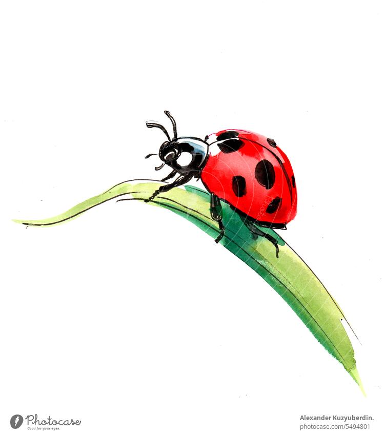 Aquarell Marienkäfer Kunst Hintergrund hell Wanze Karikatur Farbe farbenfroh grün Grafik u. Illustration Insekt vereinzelt Leben natürlich Natur rot Frühling