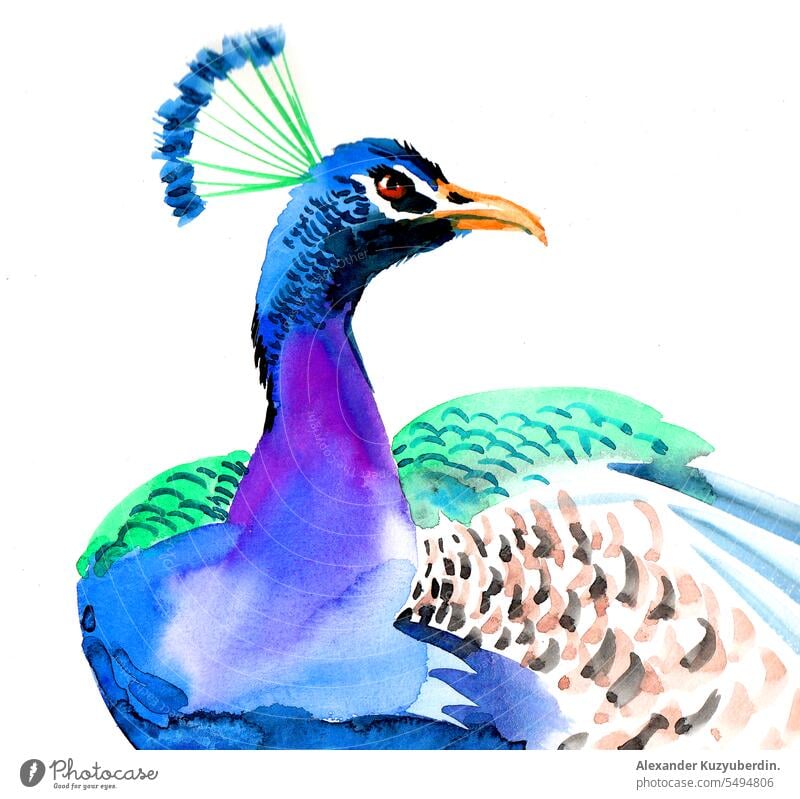 Aquarellskizze eines Pfaus Tier Kunst Hintergrund schön Schönheit Vogel blau Postkarte Farbe farbenfroh Design Zeichnung Feder graphisch grün