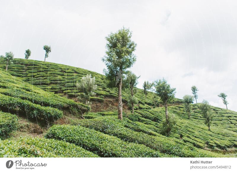 Teeplantage mit Bäumen in Munnar, Indien Kerala Ferien & Urlaub & Reisen Asien Tourismus Außenaufnahme Farbfoto Sommer Tag Natur Teepflanze Baum grün Grün