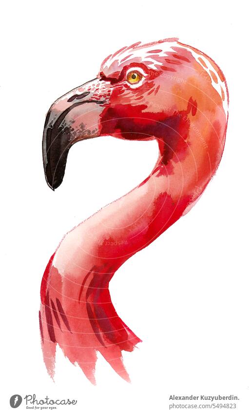 Flamingo Vogelkopf. Handgezeichnete Tinte und Aquarell auf Papier Tier aquatisch Hintergrund schön Schönheit Farbe farbenfroh exotisch Natur Malerei rot