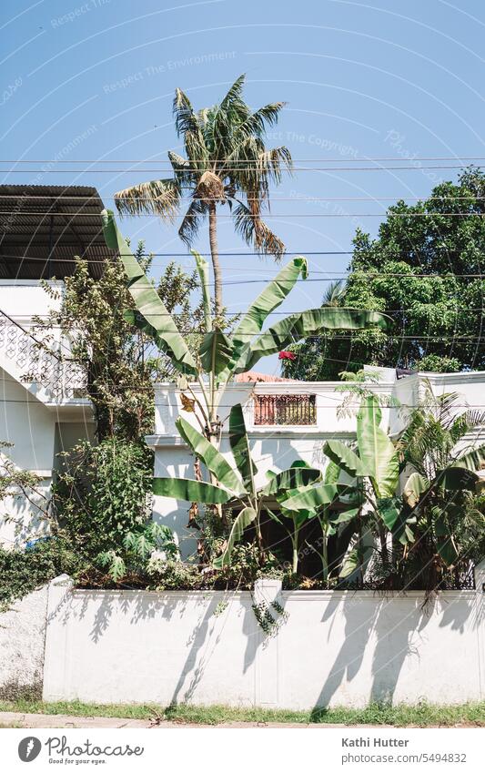 weißes Haus mit grünen Palmen und blauem Himmel Hausmauer Häuser Kokospalme Kokosnuss Indien kochi Cochin Asien Baum Ferien & Urlaub & Reisen Handfläche