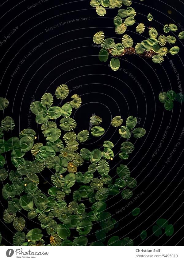 Seerosenblätter auf Wasseroberfläche Seerosenblatt von oben Natur dunkel Blätter Top Licht Draufsicht Kontrast Kontrastreich Pflanze Biotop Teich Blatt