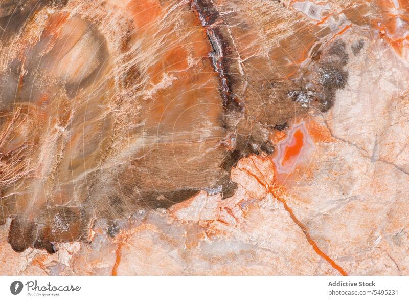 Versteinertes Holz Makro Araukarien Madagaskar Trias abstrakt antik Nahaufnahme farbenfroh Detailaufnahme detailliert fossil versteinertes Holz horizontal