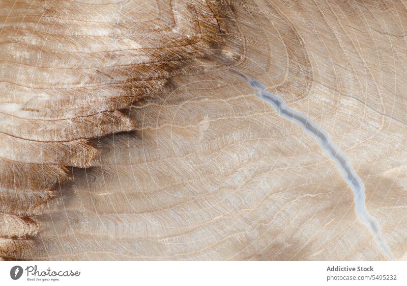Versteinerte Fichte Miozän Oregon antik braun Nahaufnahme Detailaufnahme fossil versteinert versteinertes Holz Korn horizontal kompliziert Linien Makro Natur