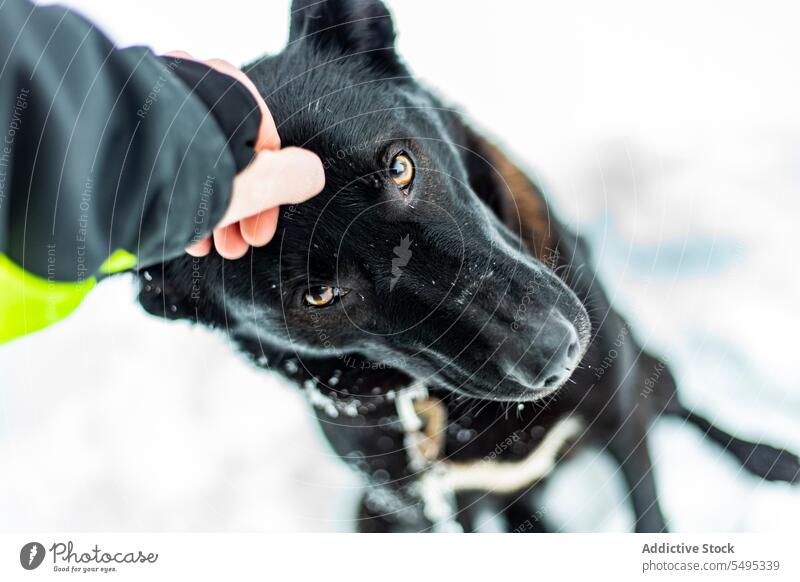 Unbekannter Besitzer in Jacke streichelt mit Faust über Gesicht von Laika-Hund lustig Hand Haustier gestikulieren Tier Freund laika Landschaft bezaubernd