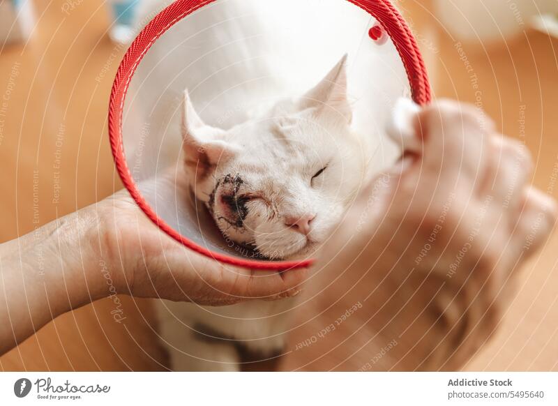Eine Frau trägt Desinfektionsmittel auf das Gesicht einer kranken Katze auf Haustier Zapfen behüten Veterinär heimwärts desinfizieren Arzt Tier Pflege Hautkrebs