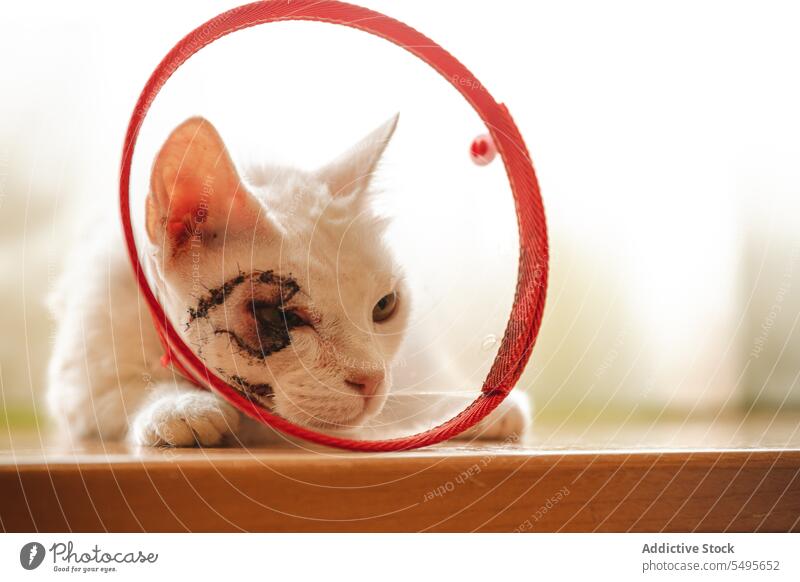 Flauschige kranke Hauskatze mit Kegelkragen, die zu Hause auf dem Tisch sitzt Katze Tier ungesund Haustier heimisch Hautkrebs Zapfen Kragen Auge Kätzchen