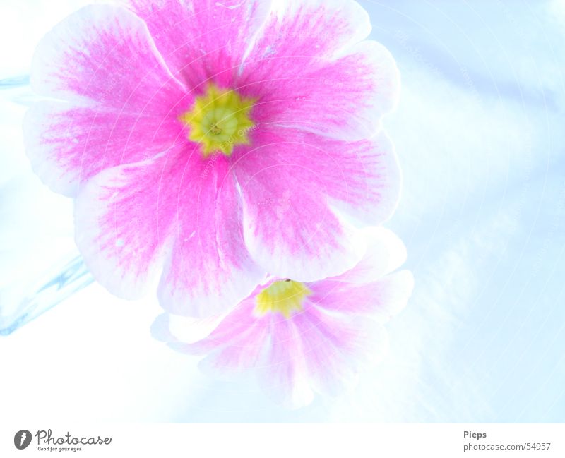 Zwei rosa Primelblüten Farbfoto Innenaufnahme Makroaufnahme Hintergrund neutral Natur Pflanze Frühling Blüte Blühend weiß Kissen-Primel 2 Freude zart