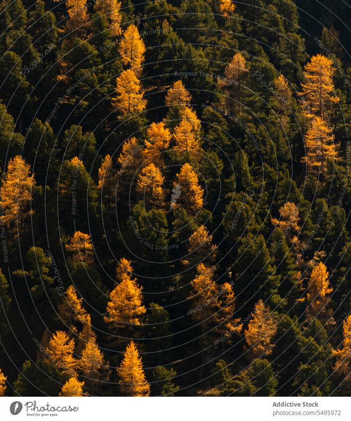 Nadelwald an einem Herbsttag Wald nadelhaltig Baum Natur Waldgebiet Flora Immergrün Wälder wachsen Umwelt Wachstum Pflanze wild natürlich Botanik Höhe