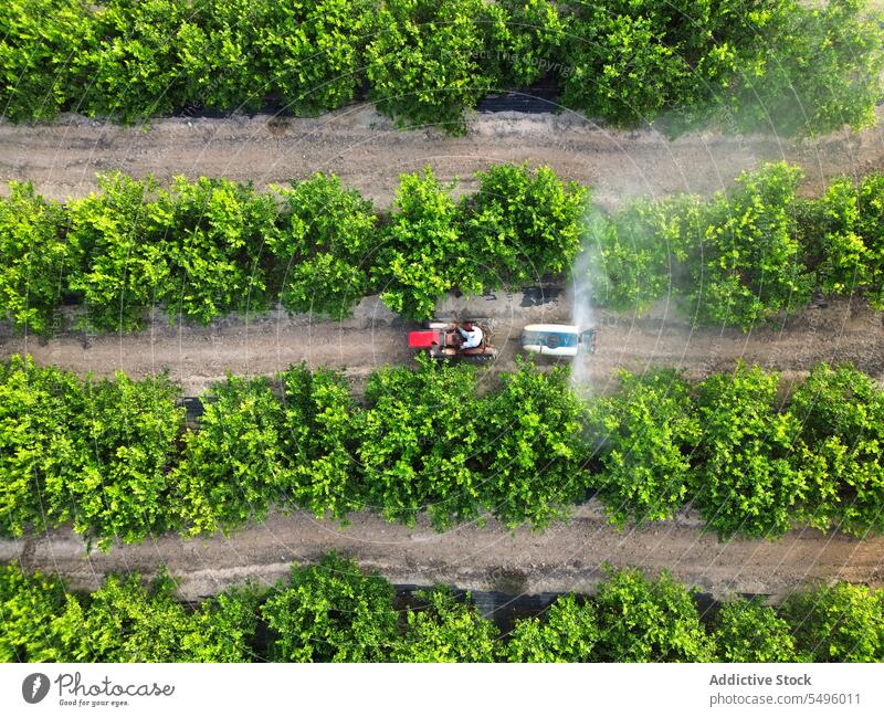 Anonymer Landwirt fährt Traktor und sprüht Pestizide auf Zitronenbäume Baum Sprühen Herbizid fahren Ackerbau organisch Bauernhof Insektenvernichtungsmittel