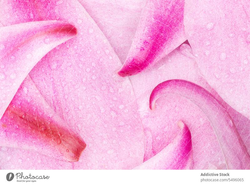 Regentropfen auf Magnolienblüten Hintergrund abschließen Nahaufnahme Tröpfchen Tropfen horizontal viele Natur Blütenblätter rosa Wasser Wassertropfen nass