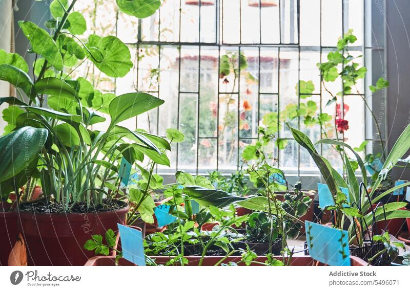 Topfpflanzen, die in der Nähe des Fensters mit Metallgitter wachsen Pflanze eingetopft Blatt Flora natürlich vegetieren kultivieren Wachstum grün Botanik Licht