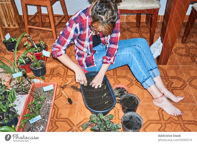 Gärtner beim Pflanzen von Setzlingen im Topf zu Hause Frau sprießen Aussaat Container Boden heimwärts kultivieren Hobby Kunststoff Gartenbau Wachstum Botanik
