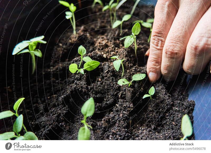 Gärtner pflanzt Setzlinge in die Erde eines Topfes Hand Aussaat Pflanze Boden Garten kultivieren sprießen Natur organisch Wachstum grün Botanik Pflege fruchtbar