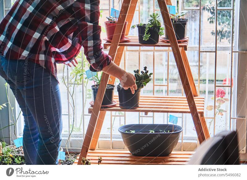 Gärtner pflanzt Setzling in Topf auf Holzständer Frau Pflanze Aussaat kultivieren Gartenbau lässig Fenster Regal Hobby Botanik Wachstum Jeanshose natürlich