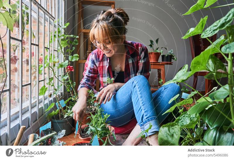 Frau arbeitet mit Topfpflanzen in der Nähe des Fensters zu Hause eingetopft Pflanze Gärtner Lächeln Hobby Arbeit Botanik heimisch Pflege wachsen Kniebeuge
