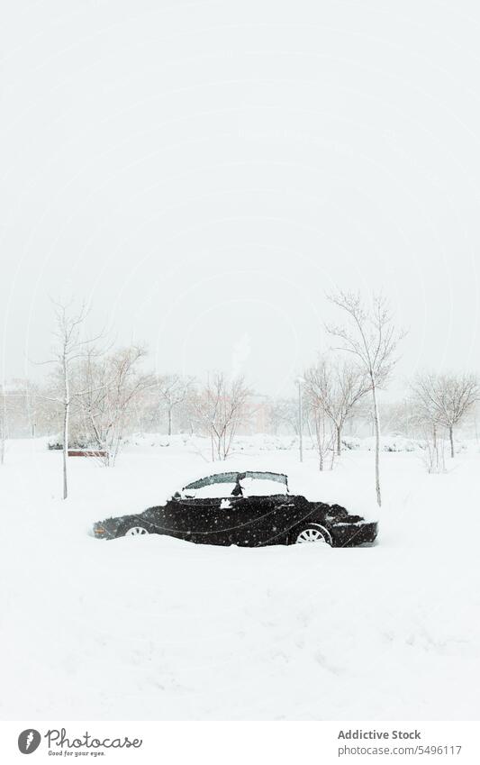 Auto mit Schnee bedeckt bei Schneefall schwarz PKW Schneewehe Winter geparkt vergessen Dunst wolkig Winterzeit Verkehr laublos Baum Fahrzeug Automobil