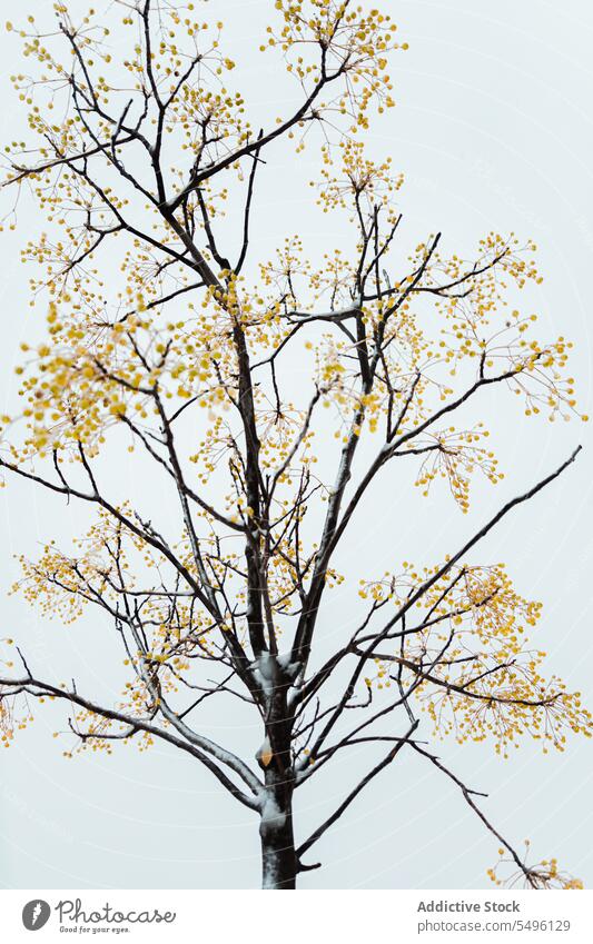 Winterpark mit blattlosem Baum in der Stadt Park Schnee Natur Landschaft vegetieren laublos kalt urban Botanik Ast Einsamkeit Himmel Großstadt Straße Madrid