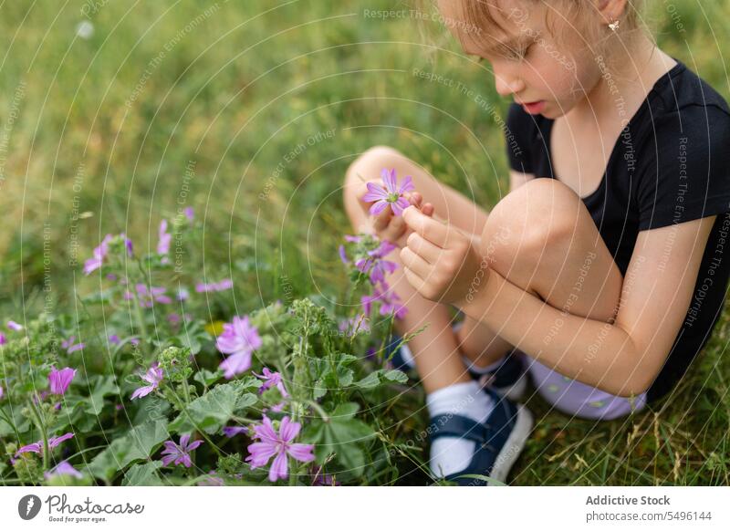 Fokussiertes Mädchen berührt violette Blumen Blüte Sommer Kind Natur Gras Blütezeit wenig Konzentration filigran Kindheit Flora grün niedlich Botanik frisch
