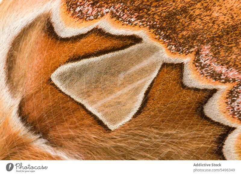 Nahaufnahme des Flügels des Orizaba-Seidenspinners Rothschildia orizaba saturniidae braun abschließen farbenfroh filigran Detailaufnahme horizontal Motte
