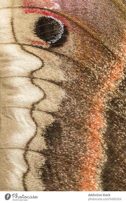 Cecropia Motte Flügel Detail Hyalophora cecropia Nordamerika abstrakt braun Trauermotte Nahaufnahme farbenfroh filigran Detailaufnahme detailliert Insekt Makro