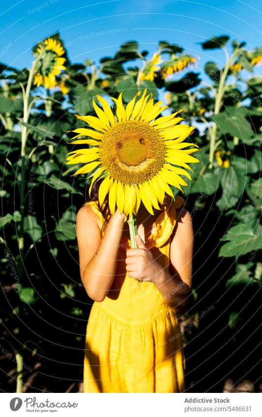 Anonymes Mädchen versteckt Gesicht mit Sonnenblume inmitten von Pflanzen auf dem Bauernhof versteckend gesichtslos Sommer Wochenende Natur schön grün wachsen