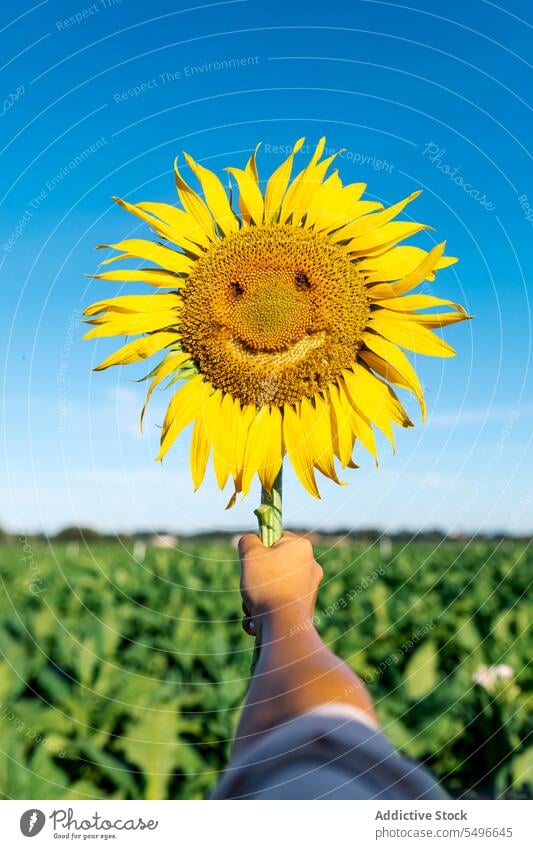 Hand einer Person, die eine Sonnenblume mit glücklichem Gesicht vor einem klaren Himmel hält schön gelb Klarer Himmel Sommer Ernte frisch Beteiligung Bauernhof