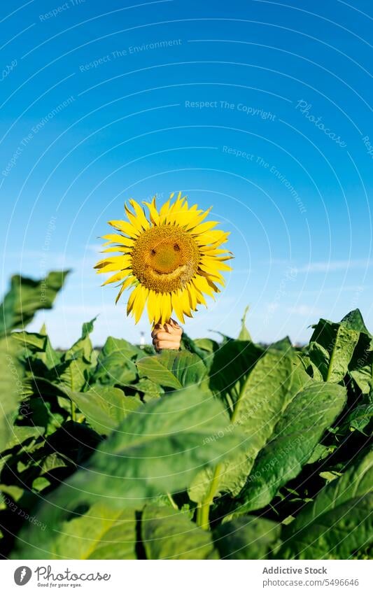 Hand einer Person, die eine Sonnenblume mit glücklichem Gesicht vor einem klaren Himmel hält schön gelb Klarer Himmel Sommer Ernte frisch Beteiligung Bauernhof