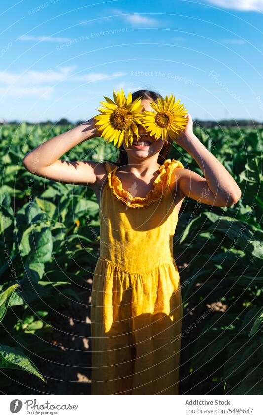 Mädchen versteckt Gesicht mit schönen Sonnenblumen auf dem Bauernhof versteckend gesichtslos Lächeln Kind Wochenende gelb Blume Pflanze Natur unschuldig