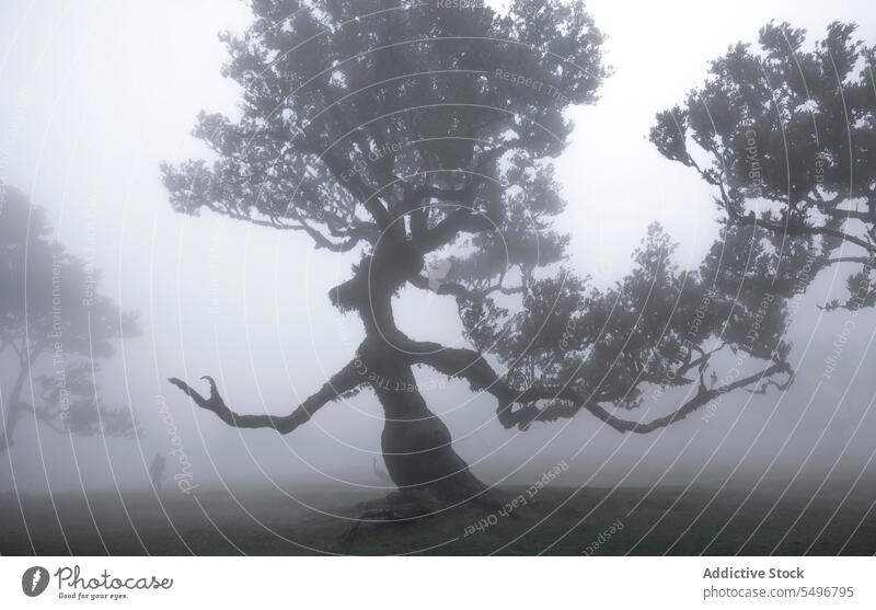 Einsamer grüner Baum im nebligen Wetter der Morgenzeit erstaunlich Landschaft Nebel Wälder Umwelt malerisch grasbewachsen dick fanal Wald Madeira Insel Portugal