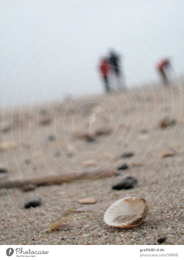 muschel am strand Strand Meer Winter Unschärfe Tag nah Muschel Suche Mensch Paar mehrere Stein Sand tief Detailaufnahme Spaziergang paarweise