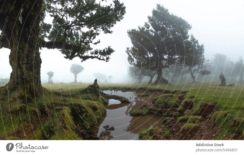 Erstaunliche Aussicht auf nebligen Wald grünen Bäumen mit Bach Wasser malerisch Landschaft Natur Waldgebiet Nebel Umwelt Baum Portugal Madeira Insel fanal Grün