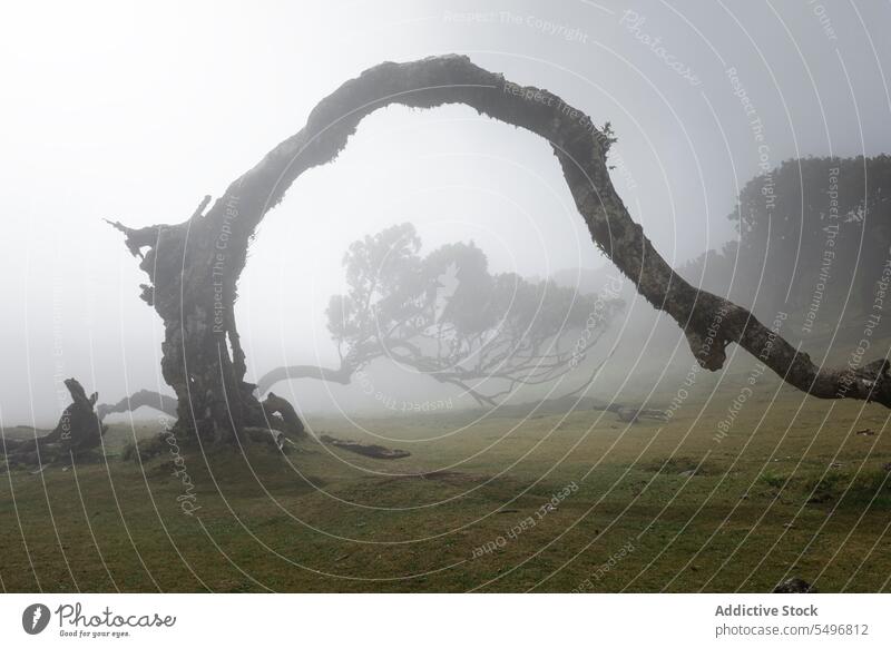 Magischer Baum mit Bogen im Morgennebel auf einer Waldwiese malerisch Nebel Landschaft Mysterium Wälder Kofferraum Grasland Natur idyllisch Umwelt fanal Madeira