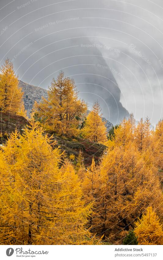 Bunte Herbstbäume in den Bergen mit bewölktem Himmel Wald Waldgebiet Baum Natur farbenfroh Laubwerk Wälder bewölkter Himmel Schweiz Berge u. Gebirge Landschaft