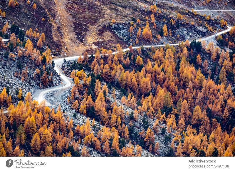 Pfad zwischen bunten Herbstbäumen Wald Waldgebiet Baum Natur farbenfroh Laubwerk Wälder Schweiz Landschaft fallen Umwelt Nationalpark malerisch Flora Saison