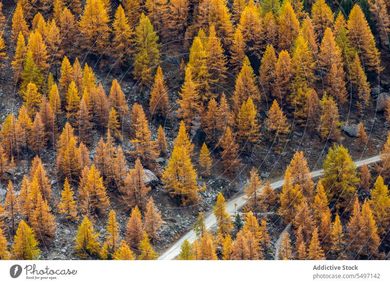 Pfad zwischen bunten Herbstbäumen Wald Waldgebiet Baum Natur farbenfroh Laubwerk Wälder Schweiz Landschaft fallen Umwelt Nationalpark malerisch Flora Saison