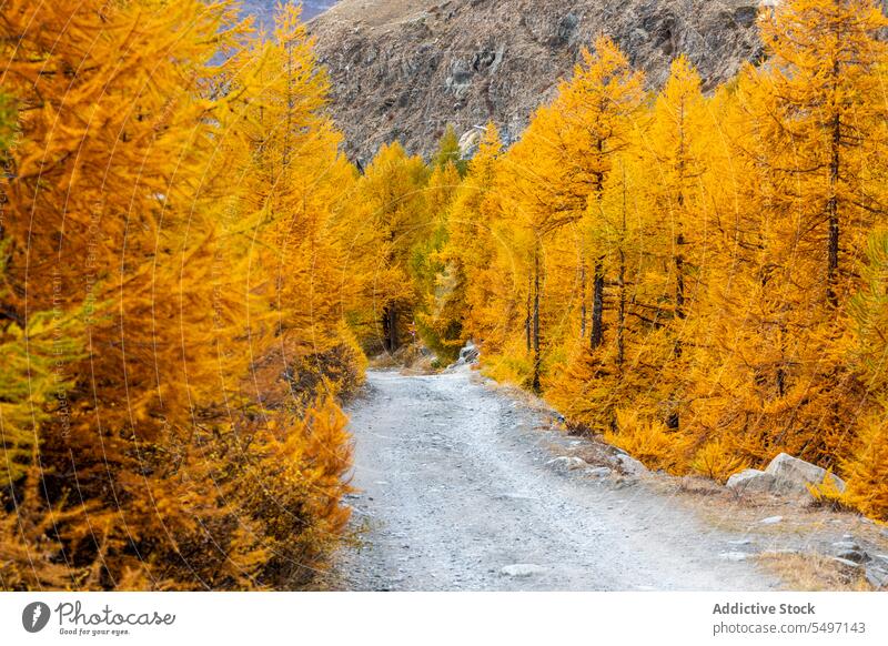Pfad zwischen bunten Herbstbäumen Wald Waldgebiet Baum Natur farbenfroh Laubwerk Wälder Schweiz Landschaft fallen Umwelt Nationalpark malerisch gelb Flora