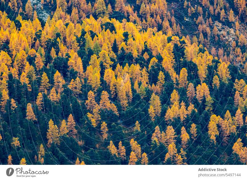 Bunte Herbstbäume in den Bergen Wald Waldgebiet Baum Natur farbenfroh Laubwerk Wälder Schweiz Berge u. Gebirge Landschaft fallen Umwelt Nationalpark malerisch